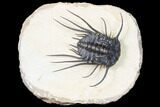 Dicranurus Trilobite - Free Standing Spines! #161339-1